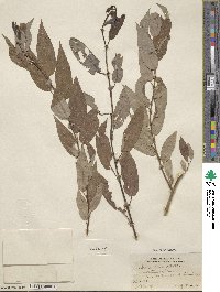 Salix lutea image