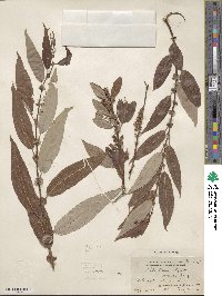 Salix lutea image