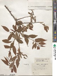 Salix lutea image