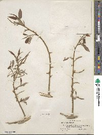 Salix lutea image