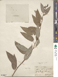 Salix lutea image