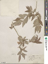 Salix lutea image