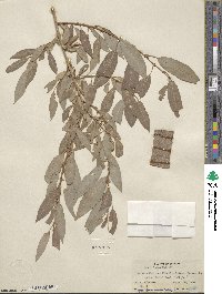 Salix lutea image