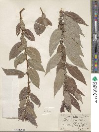 Salix lutea image