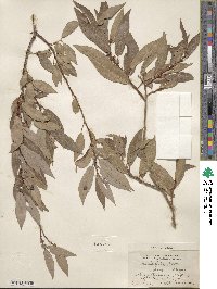 Salix lutea image