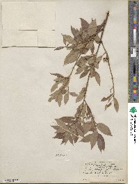 Salix lutea image