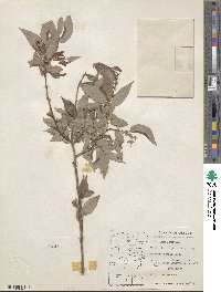 Salix lutea image