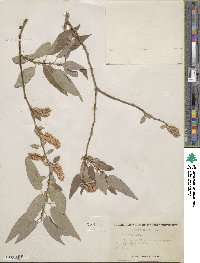 Salix lutea image