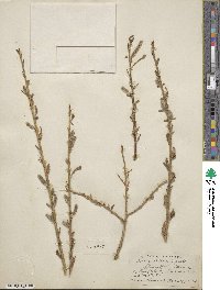 Salix lutea image