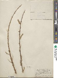 Salix lutea image