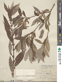 Salix lutea image