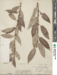 Salix lutea image