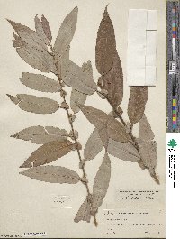 Salix lutea image