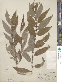 Salix lutea image