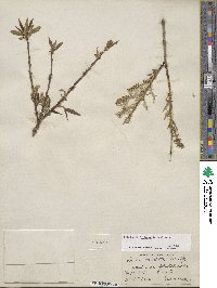 Salix lutea image