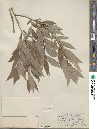 Salix lutea image