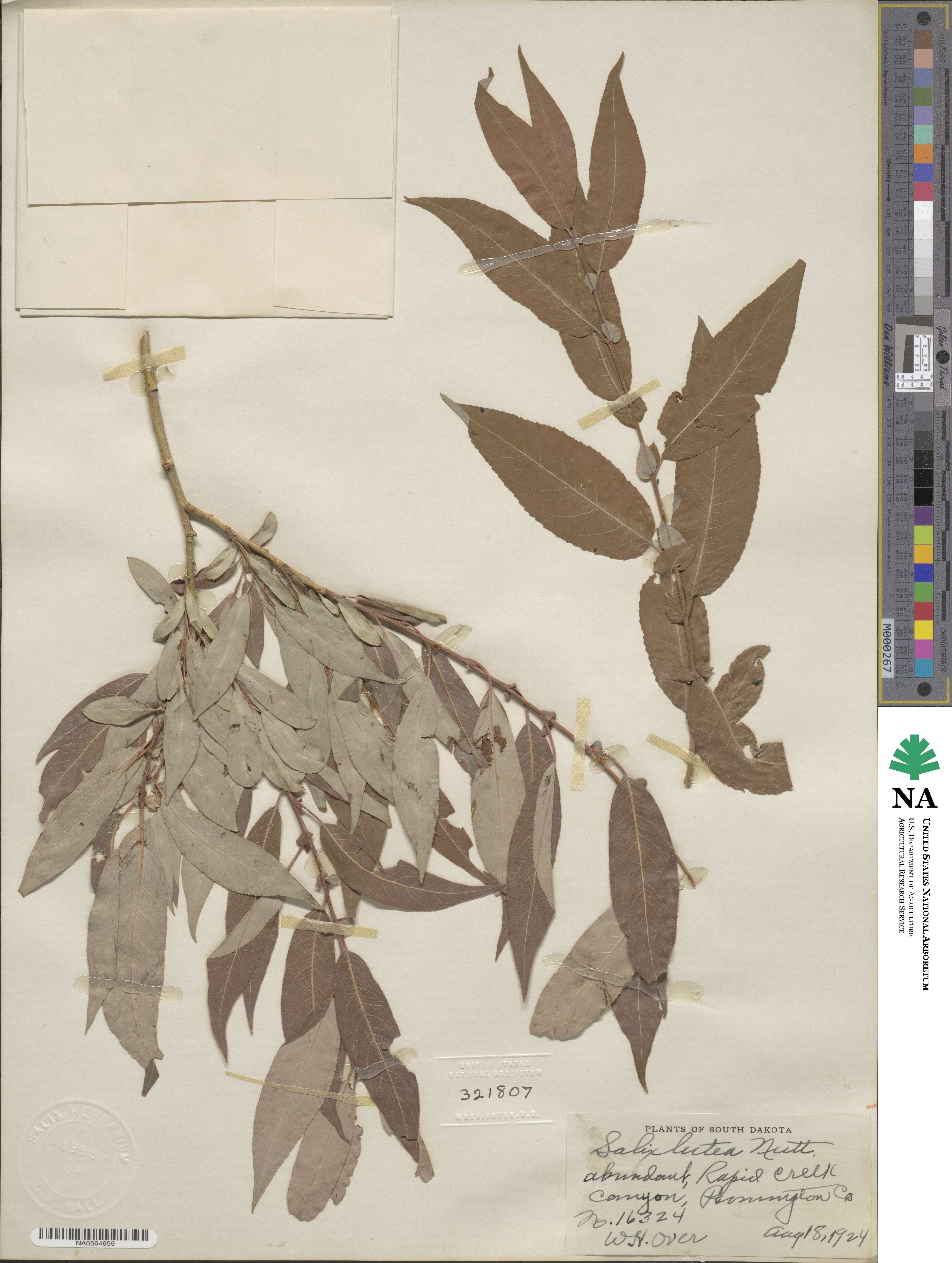 Salix lutea image