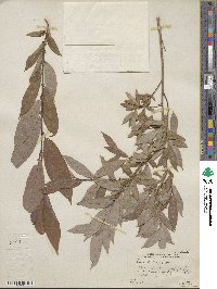 Salix lutea image