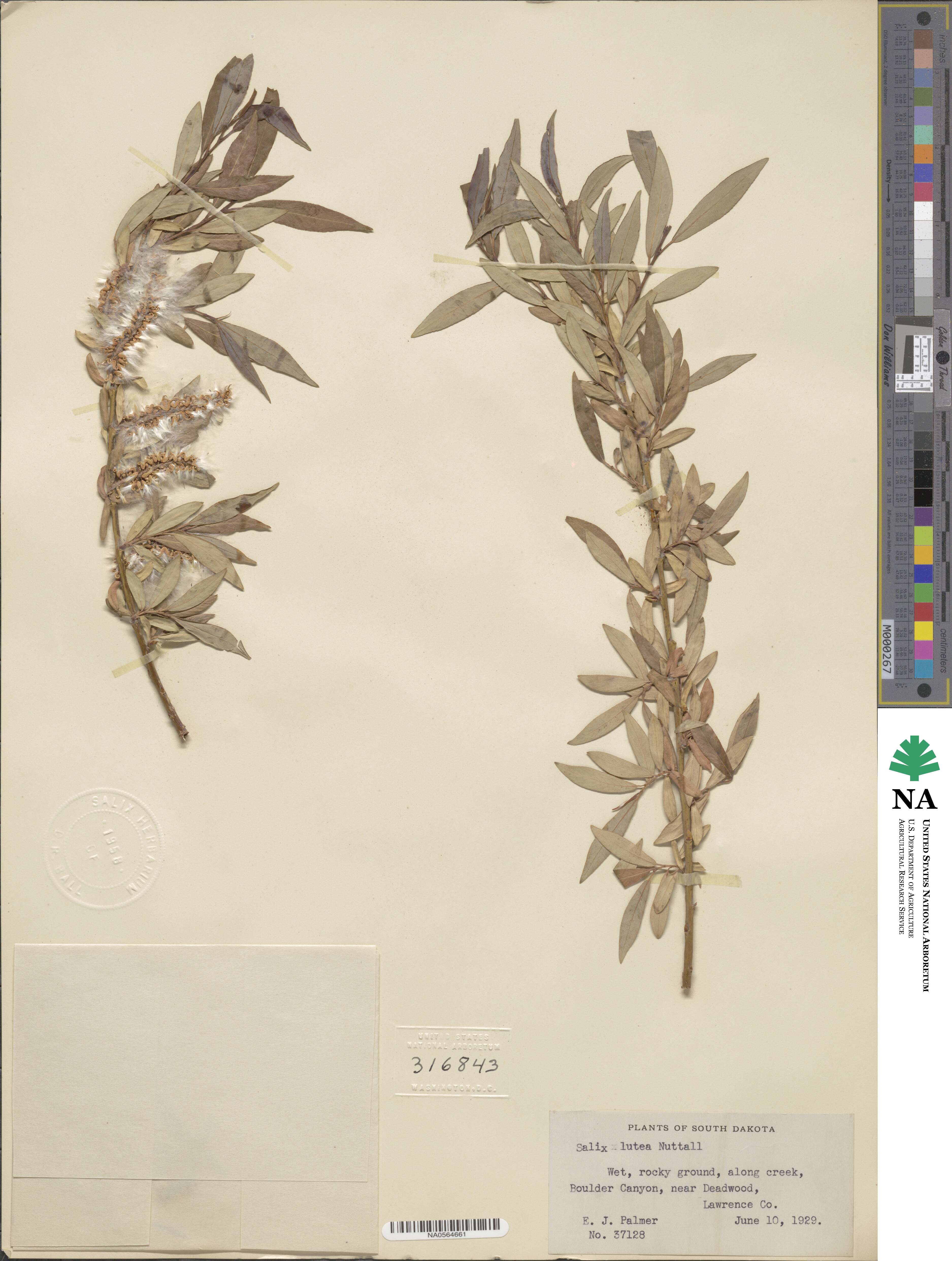 Salix lutea image