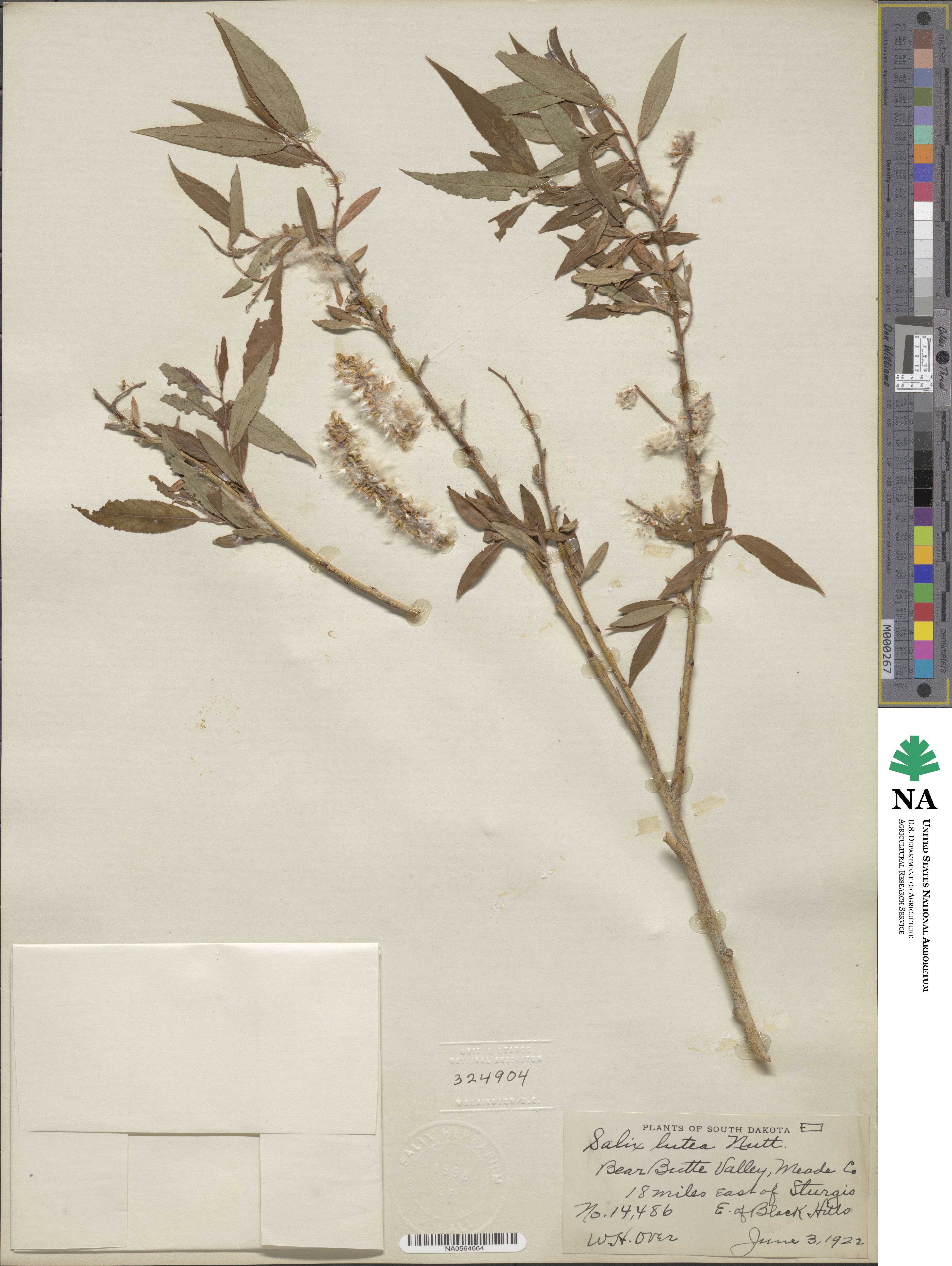 Salix lutea image