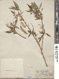 Salix lutea image