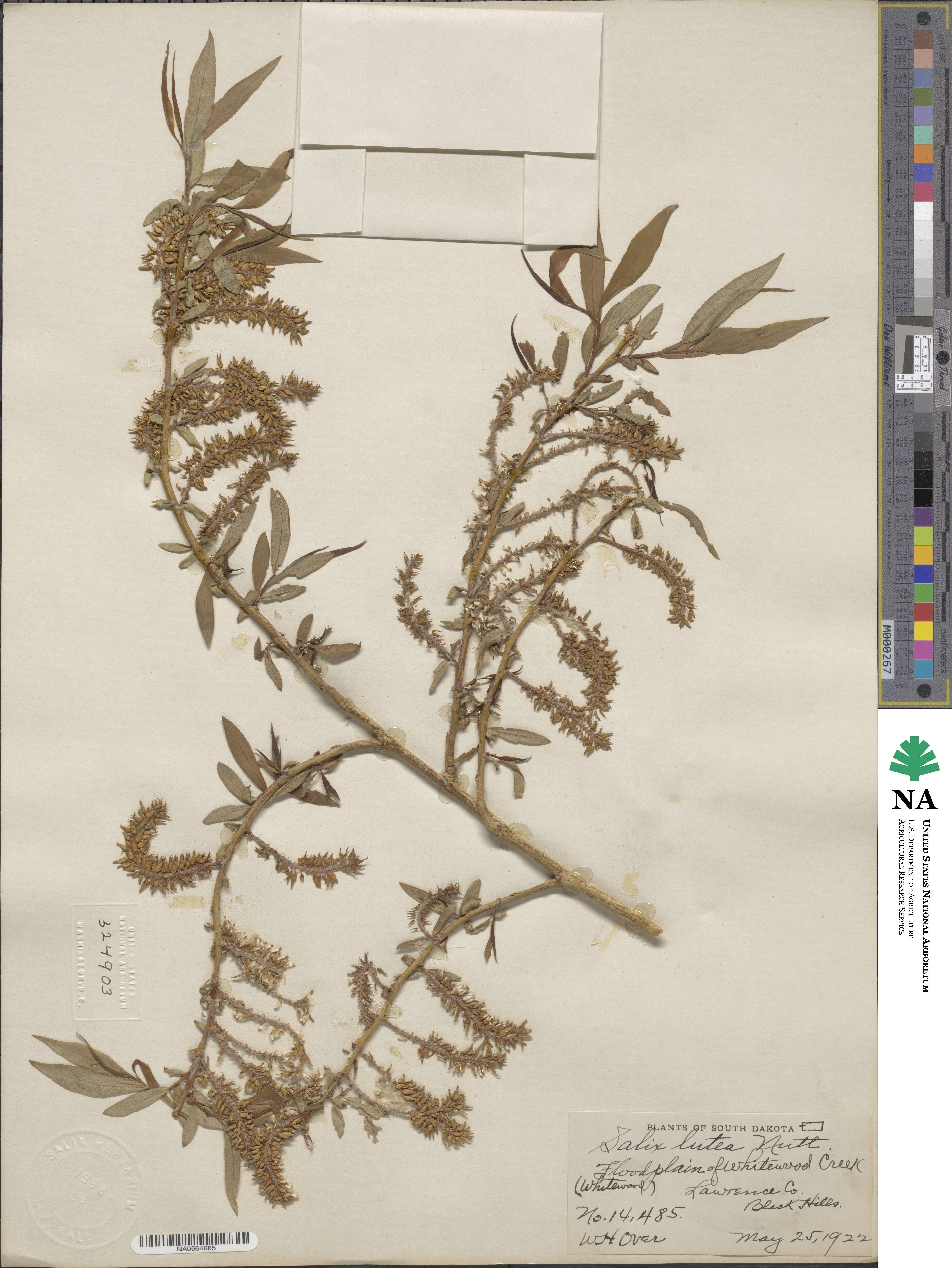 Salix lutea image