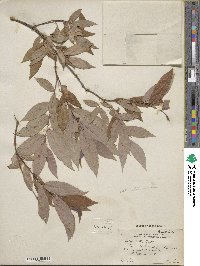 Salix lutea image