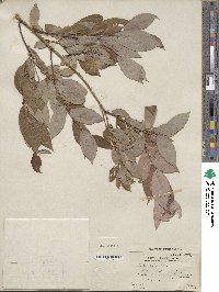 Salix lutea image