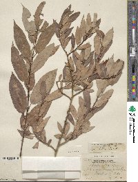 Salix lutea image