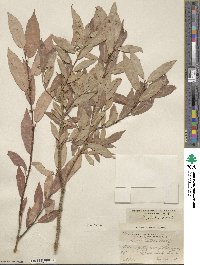 Salix lutea image