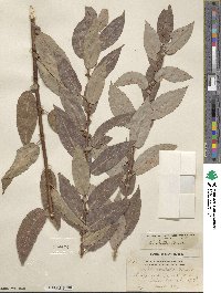 Salix lutea image