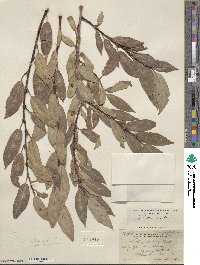 Salix lutea image