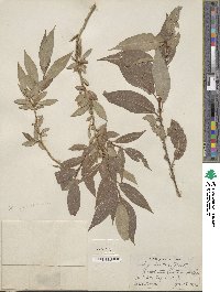 Salix lutea image