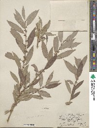 Salix lutea image