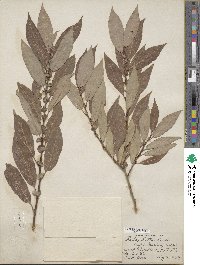 Salix lutea image