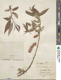 Salix lutea image