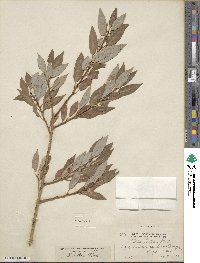 Salix lutea image