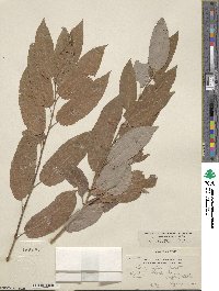 Salix lutea image