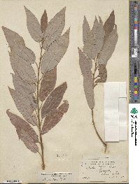 Salix lutea image