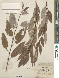 Salix lutea image