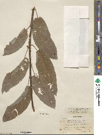 Salix lutea image