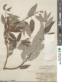 Salix lutea image