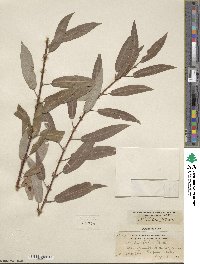 Salix lutea image