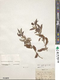 Salix lutea image