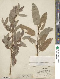 Salix lutea image