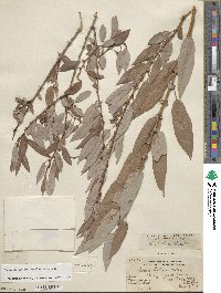 Salix lutea image