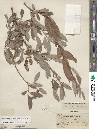 Salix lutea image