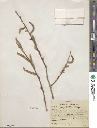 Salix lutea image