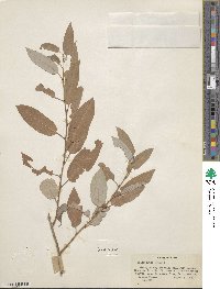 Salix lutea image