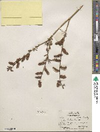 Salix lutea image